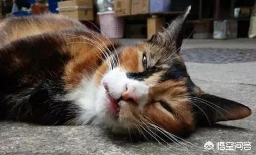 四岁的玳瑁猫霍莉:我比较好奇，玳瑁猫咪和三花猫的区别？