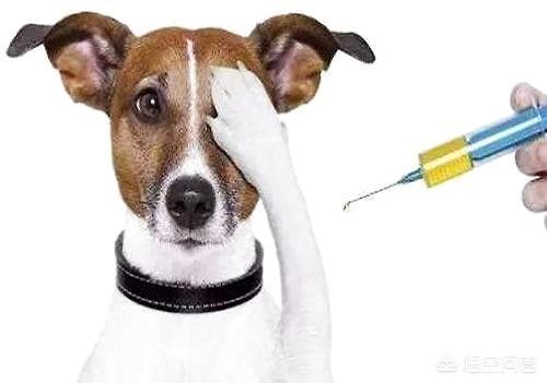 幼犬疫苗多少钱:请问在哪儿给狗狗打疫苗？需要多少钱？