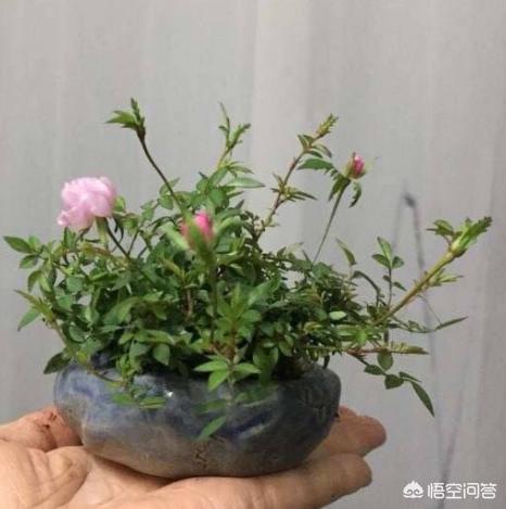 一串红好不好一盆:刚买回来的花换盆儿行吗？