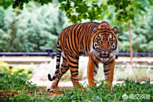 最大的猫科动物非洲狮:到底多少头狮子能捕杀一头壮年健康落单非洲公象？为什么？