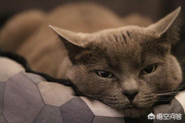 搜一些关于小猫的资料:如果您家里只有一只猫咪，会选择给它找一个伴儿吗？