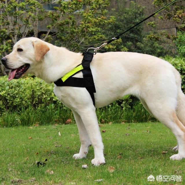 拉布拉多图片 警犬:警犬拉布拉多樱桃图片 拉布拉多寻回犬和拉布拉多猎犬，两者到底有什么区别？