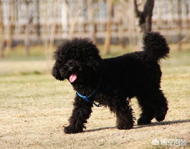 灰色的小贵宾狗怎么养:哪些颜色的贵宾犬最多人养呢？