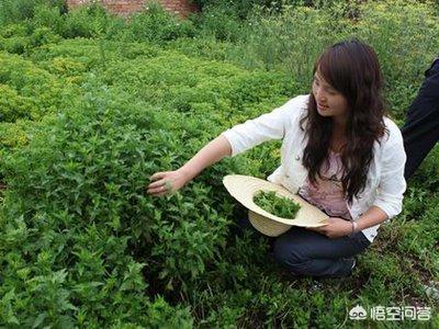现在农村生活条件好了,为什么有的人还要挖野菜吃？