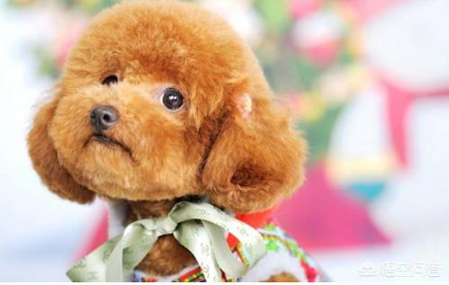 贵宾犬怎么养怎么训练:给贵宾犬洗澡的步骤是怎么样的呢？