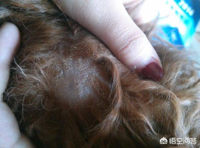 如何知道身上招东西了,如何判断泰迪身上有没有跳蚤？