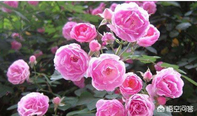 冒出,为什么水中常有气泡冒出？