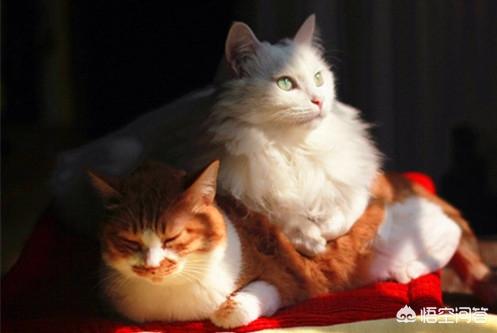 猫发情怎么办:夏天的时候猫咪还会发情吗？猫咪还在叫春该怎么办？