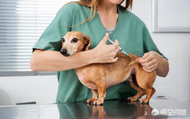 怎么样预防犬细小:怎么预防狗狗得细小犬瘟？