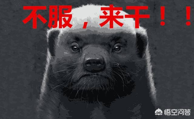 罗斯蔓 800:阿里第一颗自研芯片:含光800,到底多先进？ 罗斯蔓尼詹森月季