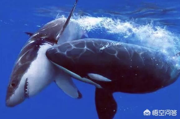 达摩鲨有多厉害，鲨鱼遇上呆萌的海豚，也要忌惮三分，原因为何