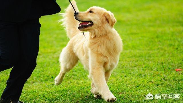 金毛犬性格好不好:金毛犬有什么优秀之处，值得人们饲养？