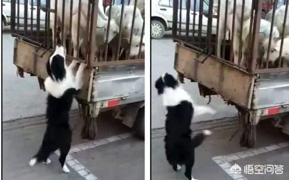 天生无脖牧羊犬遭弃:养边牧，生活会发生什么样的变化吗？