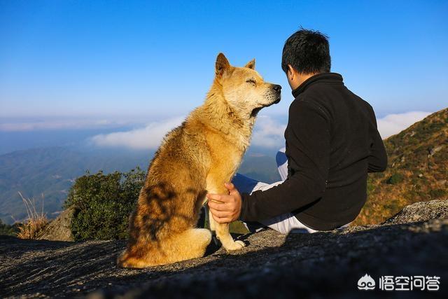 比利牛斯山犬黑色:哪些狗狗非常忠心，会用自己的生命去保护主人？