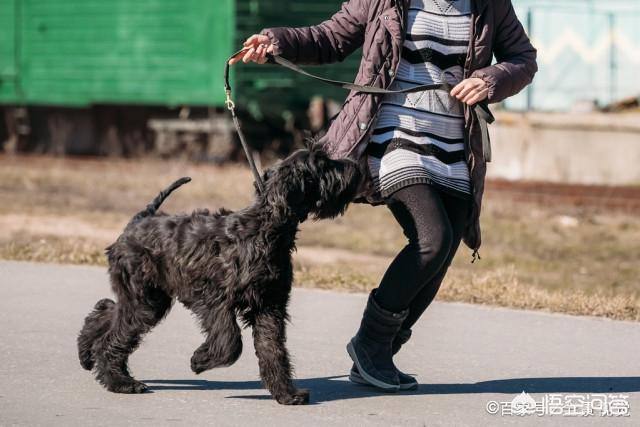 雪纳瑞美容论文:为什么雪纳瑞越来越少人养？
