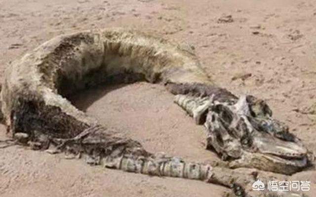 贵州挖出4吨大蛇恐龙，贵州回应山里有“龙吟”，世界上真的有龙的存在吗