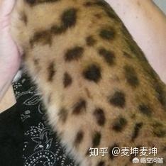 猫咪品种介绍之孟加拉豹猫篇:两个月大的豹猫爱咬人怎么办？