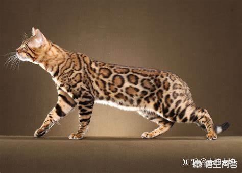 猫咪品种介绍之孟加拉豹猫篇:两个月大的豹猫爱咬人怎么办？