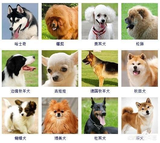 查理士王小猎犬幼犬多少钱一只:养狗新手有哪些坏毛病，导致养不好狗？