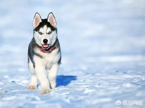 怎么挑选聪明听话的小狗:什么品种的大型犬听话聪明好看？ 怎样挑选聪明的小狗