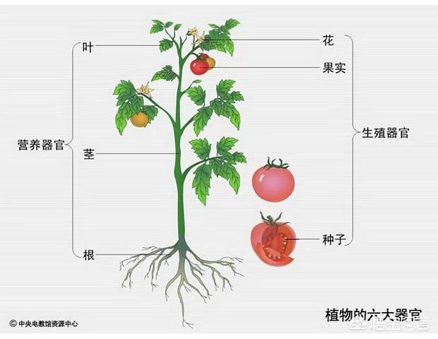 西红柿内部结构示意图图片