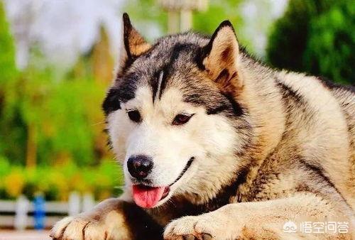 母狗:小母狗好不好养？应该注意什么？