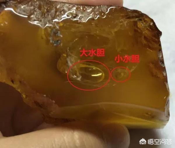 眼镜猴近亲:最尴尬：交配时被制成琥珀，四千万年后还要被围观，你怎么看？