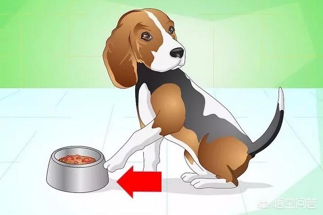 狗狗不吃狗粮怎么办,狗狗爱吃零食不吃狗粮怎么办？