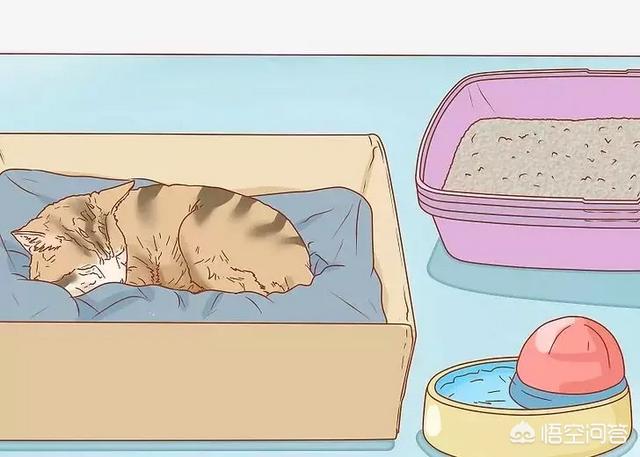 怎么判断猫有没有怀孕,怎么知道猫咪是不是有孩子了？