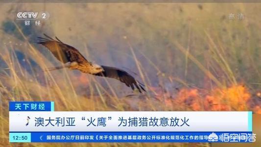 澳洲野犬分布在中国:哪些狗狗体内拥有狼的基因？ 简直不敢相信母爱泛滥的非洲野犬