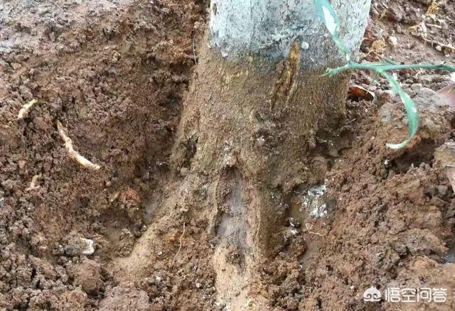 花叶芋穿孔线虫病:果树根部病害严重可导致整株死亡，该怎么办？