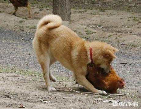 广州养狗要登记吗:坐标：农村，邻居家养狼狗，我可以举报吗？
