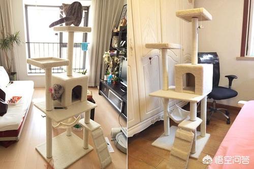 班卓 猫爬架:怎么自制猫爬架（挑选适合的猫爬架）？