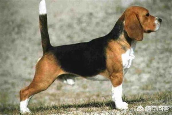 世界十大猎犬名狗排名榜:打猎的狗，有哪些品种值得推荐？
