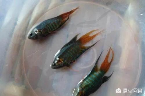 巴西哩鱼的生活习性:鸭嘴鱼的生活习性和养殖方法是什么？