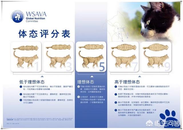 宠儿香猫咪营养膏:猫咪一定要吃营养膏吗?不吃可不可以？