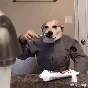 宠物狗训练秘籍电子书:狗狗为什么一直都训不好，如何训练狗狗？ 宠物狗训练秘籍书籍