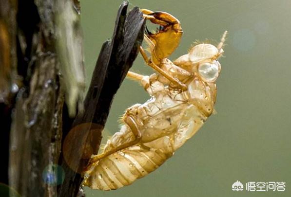 在农村常见的金蝉就是知了的幼虫，在地里要生活好几年，金蝉为什么要脱壳？