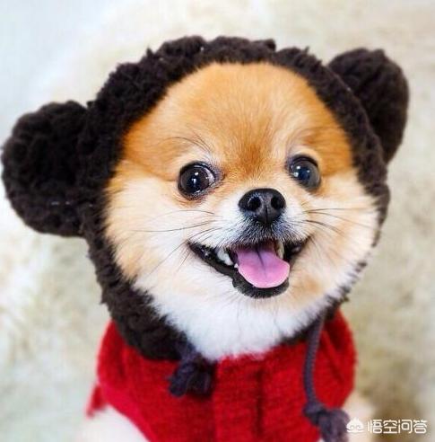 狗狗在吃便便的时候不感觉臭吗:为啥我大便基本没气味，有人的臭气冲天还冲不掉，我身体正常吗？