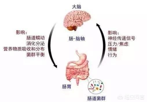 焦虑症引起的肠胃不适的症状:焦虑症引起的肠胃不适怎么治疗 胃肠功能紊乱能引起抑郁焦虑症吗？功能紊乱有什么症状？