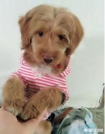 串蝴蝶犬能长多大:金毛和泰迪的串串能长多大？