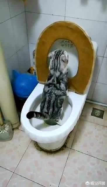 猫救主人:为什么主人上厕所，家里的猫都喜欢跟着进去？