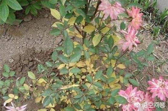 刚种的小叶桢楠树苗叶子发蔫:月季发的新芽叶片薄而黄，过不了几天新芽就蔫了，这是咋回事？