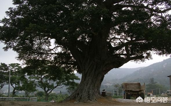 为什么有些村子的村头都有一个老树？