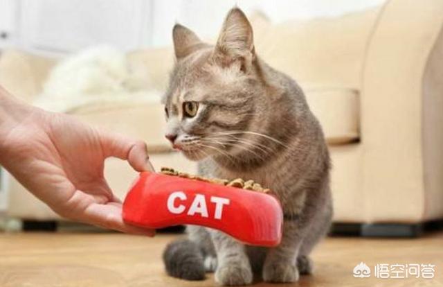 猫不吃猫粮有几种情况，猫猫突然不吃猫粮了，这是怎么回事