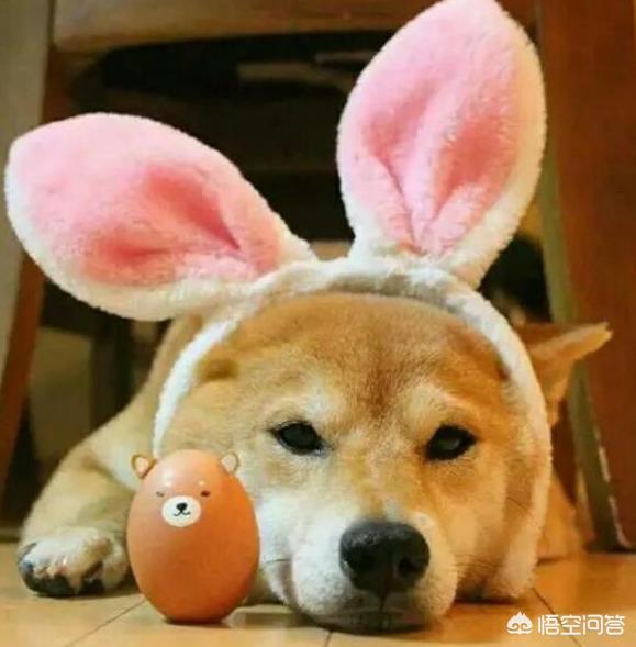 小柴犬阿旺的和风式生活百度云:想养一只柴犬，家里没有院子，能不能养？