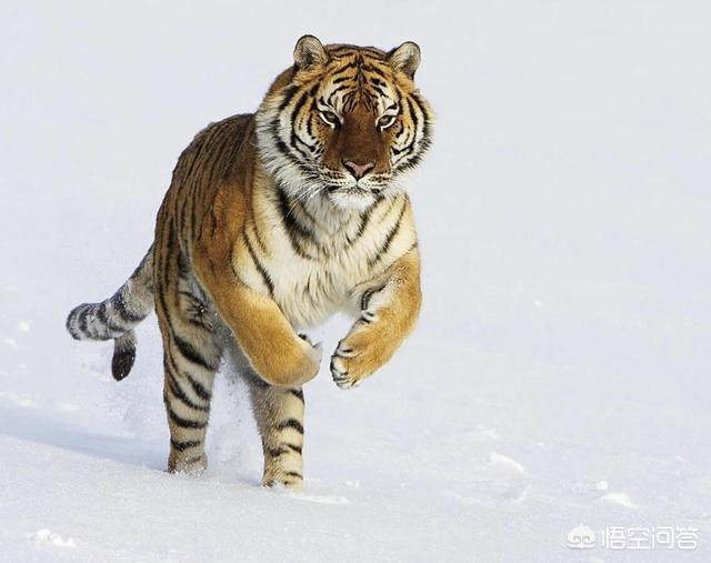 美洲长尾虎猫那里可以买到:南美洲野外没有老虎生存吗，为什么？
