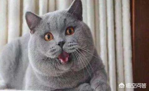 短尾猫能不能养:美国短尾猫打的过狞猫吗？