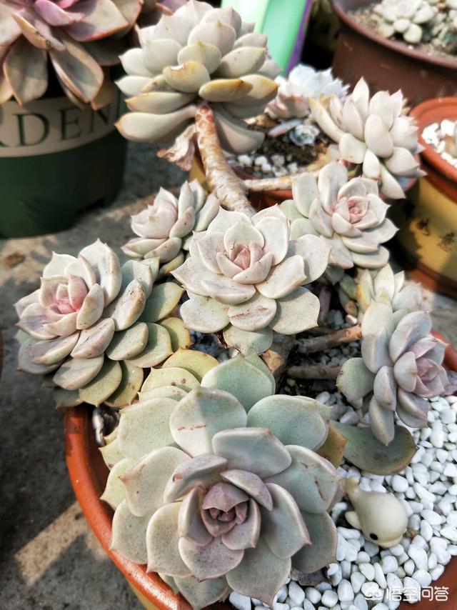 多肉植物肉锥花属安珍:九月的秋，多肉已经开始上色啦，您还准备出坑吗？