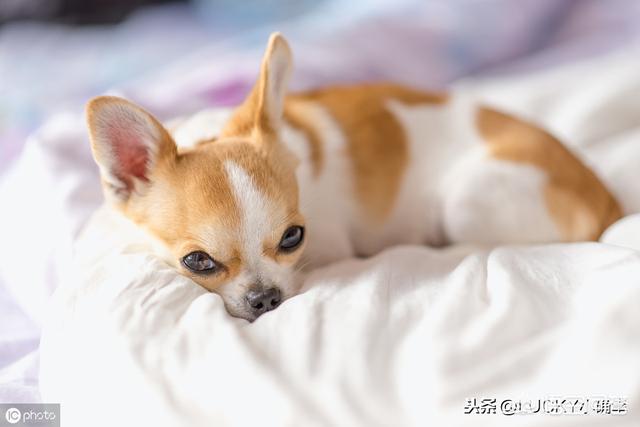 狗和骨头 14关:四个月的狗狗可以啃骨头吗？